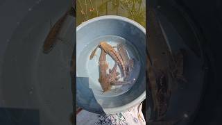 Download lagu lumayan🤩PELIHARA SEMUA IKAN YANG DITEMUKAN DI EMPANG🤩‼️ #shorts mp3 Download lagu lumayan🤩PELIHARA SEMUA IKAN YANG DITEMUKAN DI EMPANG🤩‼️ #shorts mp3