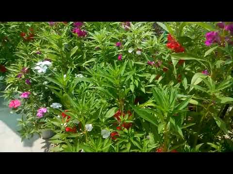 download lagu mp3 mp4 Balsam Leaves, download lagu Balsam Leaves gratis, unduh video klip Balsam Leaves