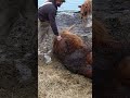 Saving a Calf's Life!
