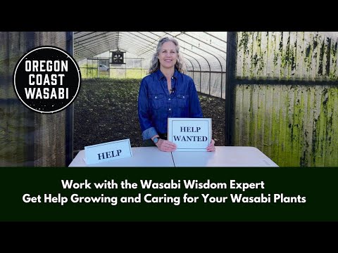 Work with the Wasabi Wisdom Expert – Get Help Growing and Caring for Your Wasabi Plants