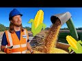 Handyman Hal explores the Farm | Farm Equipment Vechicls for Kids | Corn Harvesting