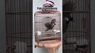 Download lagu Poksay Hongkong #birds #thebirdsonggroup #birdsounds #birdsong mp3