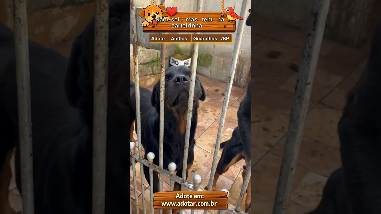 Cachorro raça Rottweiler idade 5 anos nome Não sei, mas tem na carteirinha