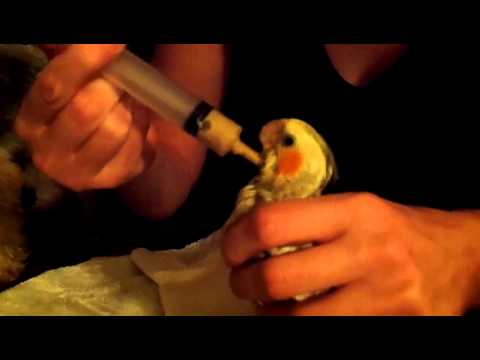 Toddy the baby cockatiel being hand fed