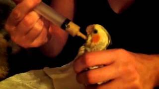 Toddy the baby cockatiel being hand fed