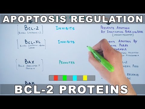 BCL-XL: The Double-Edged Sword of Apoptosis Regulation
