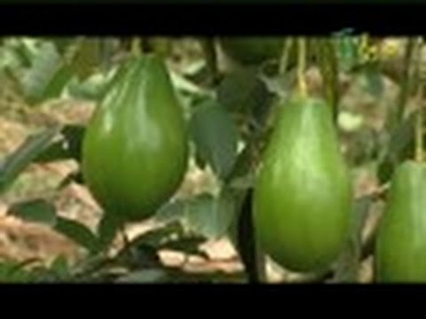 , title : 'Primera Parte - Cómo cultivar Aguacate - Juan Gonzalo Angel - TvAgro'