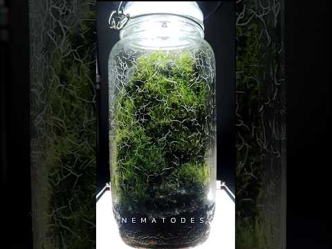 These nematodes just won't go away!