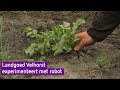 Deze schoffelrobot moet boer Arjen uit Lochem het werk uit handen gaan nemen