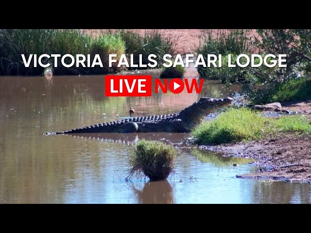 ザンベッチ国立公園の野生動物 @Victoria Falls Safari Collection