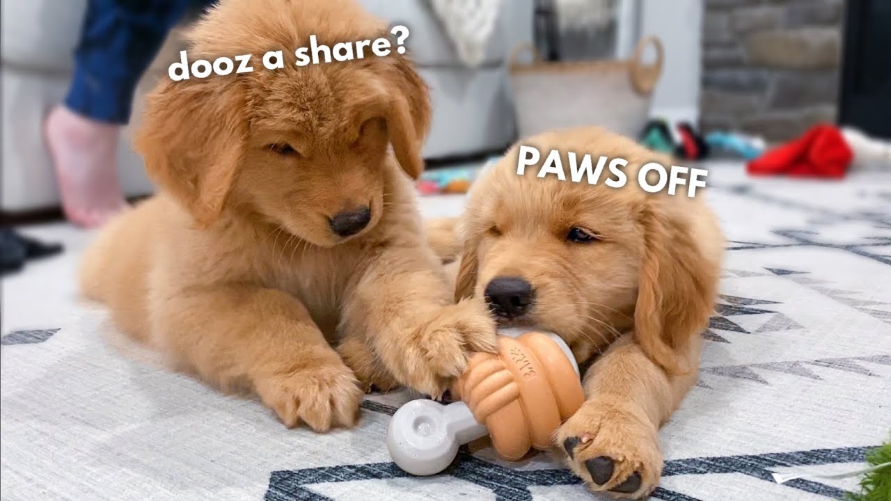 My Puppy Meets His Brother