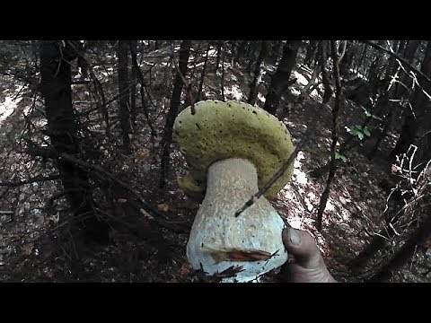 Білі Гриби 2018, Підосичники, Природа