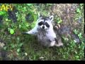 Raccoon Hug Full Clip