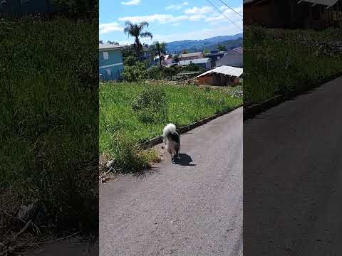 Que lugar bonito para o Border Collie passear.