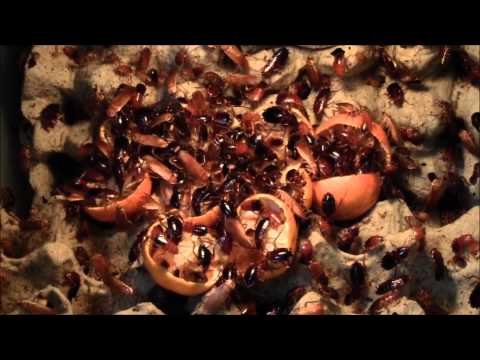 Blatta lateralis eat orange (speed 13x)