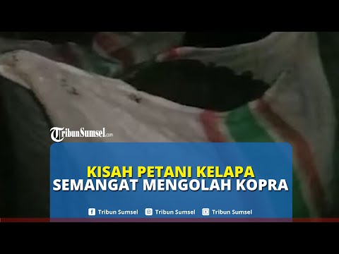 Kisah Petani di Halmahera Utara, Tetap Produksi Kopra Meski Harganya Menurun