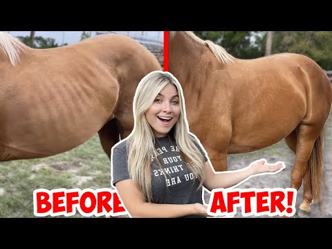 YouTube video about: How to get a horse to eat powdered supplements?