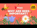 Why are bees important? (For kids!)