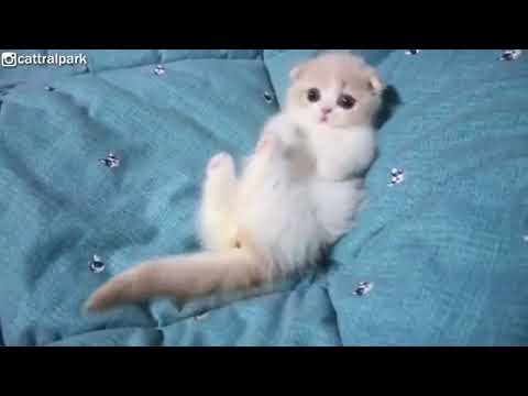 wiii kubani bm zor jwana 💙💙💙😍😍😍