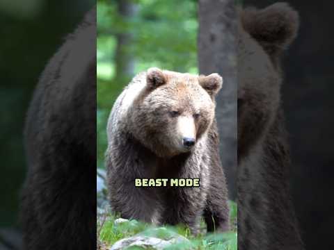 Never mess with a grizzly bear #animals #bear #shorts