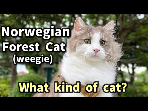 What kind of cat is Norwegian Forest Cat? 8 characteristics and life