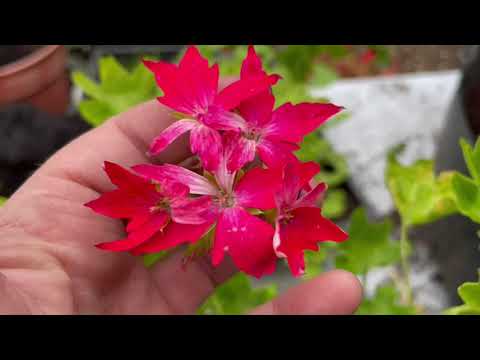 I pot on geranium winter cuttings & take more cuttings from cuttings