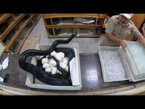 Panda Pied Python Mom ATTACKS