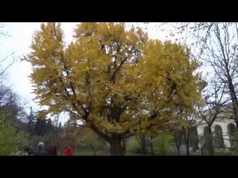 Der Ginkgo Baum im botanischen Garten Schönbrunn - Herbst 2014