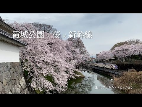 【山形×風景】桜×新幹線＠霞城公園