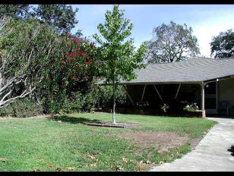 Growing Tree. 5 year timelapse from my backyard.