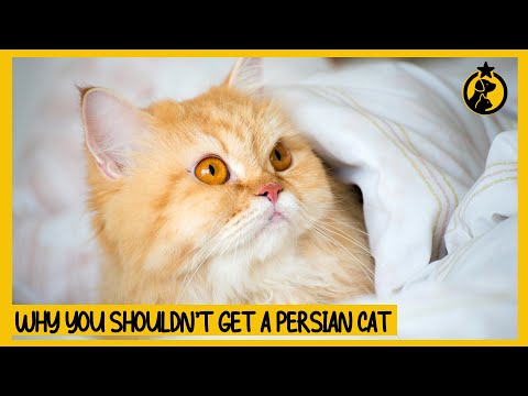 5 Reasons Why You Shouldn't Get a Persian Cat