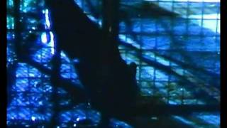 Gary Numan She&#39;s Got Claws Official Video