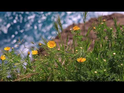 Mozart- Piano Concerto no. 21 432hz