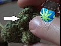 WHY There Are Seeds In Your Bud & Can You GERMINATE THEM?