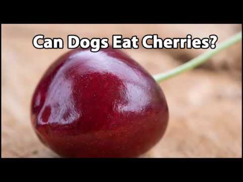 download lagu mp3 mp4 Can Dogs Have Dried Cherries, download lagu Can Dogs Have Dried Cherries gratis, unduh video klip Can Dogs Have Dried Cherries