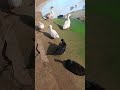 Duck Beautiful Duck Shorts Youtube Fypシ Subscribe