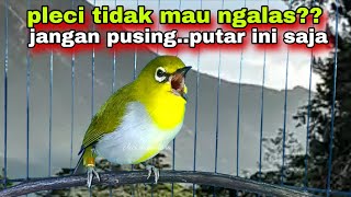 Download lagu Suara Burung Pleci Gacor Ngalas Nembak Memancing Pleci Lain mp3 Download lagu Suara Burung Pleci Gacor Ngalas Nembak Memancing Pleci Lain mp3