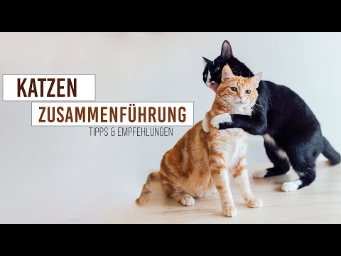Zusammenführung zwei Katzen und Kitten / Babykatze zieht ein  / so klappt es garantiert!
