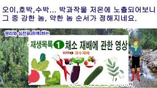 호박,수박,참외,오이... 박과작물 저온에 노출되어보니 강한 놈, 약한 놈, 순서가 정해지네요(박과 작물 저…