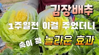 김장배추 1주일전 이걸 주었더니 속이 노랗고 결구가 빠르게 진행 간단한 꿀팁  꿀통배추 해결법
