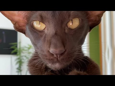 Oriental Shorthair Cat Yolly's Cute Voice