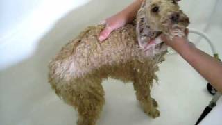 Why You Should Shampoo Your Poodle Once a Week Jack Deal Infomercials