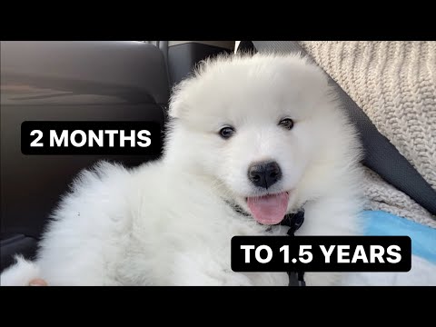 Watch Samoyed puppy growing up in New York City during pandemic!
