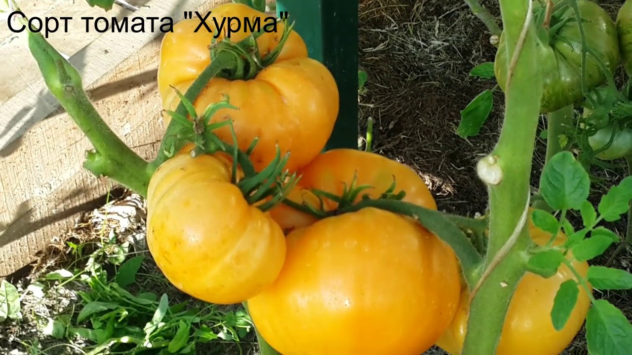Томат "Хурма"