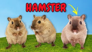 Som dos Animais? Som de Hamster