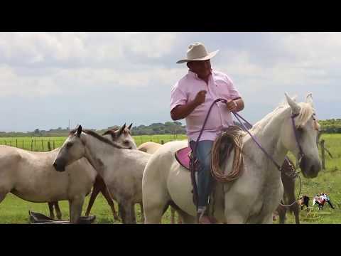 ECHANDO TIROS AL AIRE - VILLAMIL TORRES (El Azulejo del Llano)