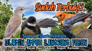 Download lagu SUARA PIKAT BURUNG KERAK BASI. SIKATAN. SOGON. KEMADE. SANGAT JITU.. mp3