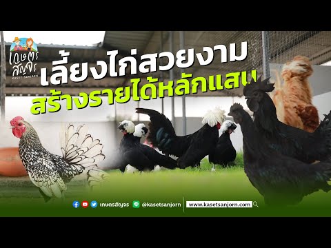 เลี้ยงไก่สวยงาม สร้างรายได้หลักแสนต่อเดือน