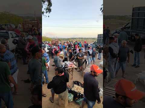 FEIRA DE ANIMAIS DE CARIATÁ ITABAIANA-PB #shorts