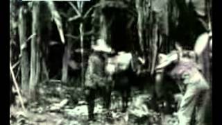 Історія бізнесу - Dole